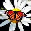 Butterfly2